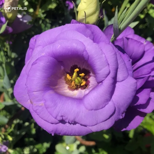Sementes de Eustoma