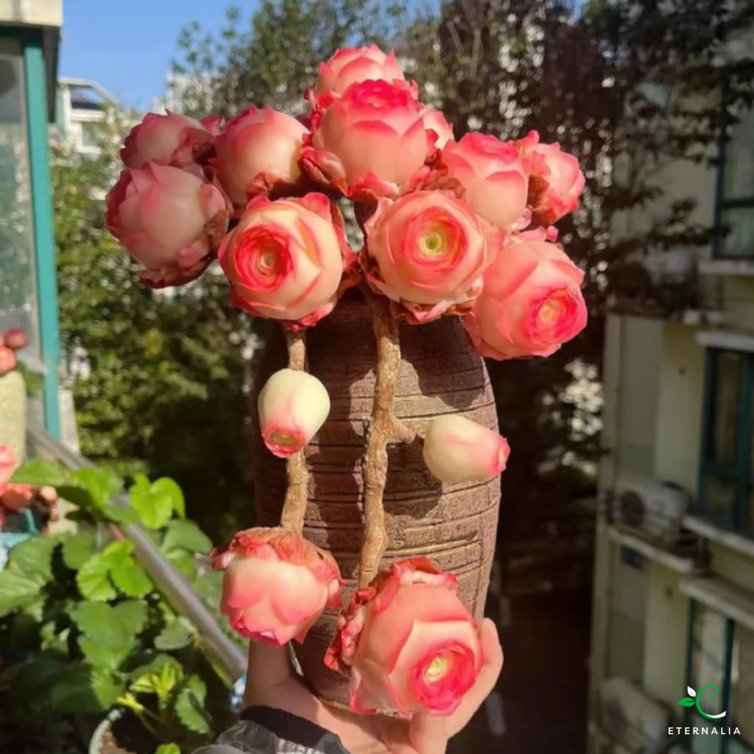 Sementes da Planta Suculenta Eternalia