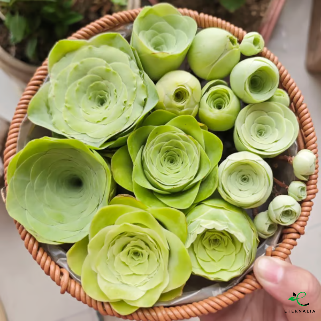 Sementes da Planta Suculenta Eternalia