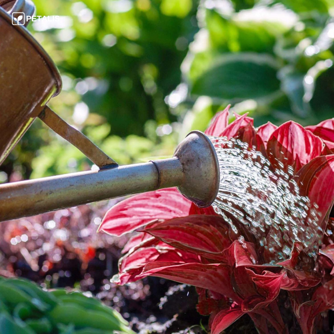 Sementes de planta exótica Petalis