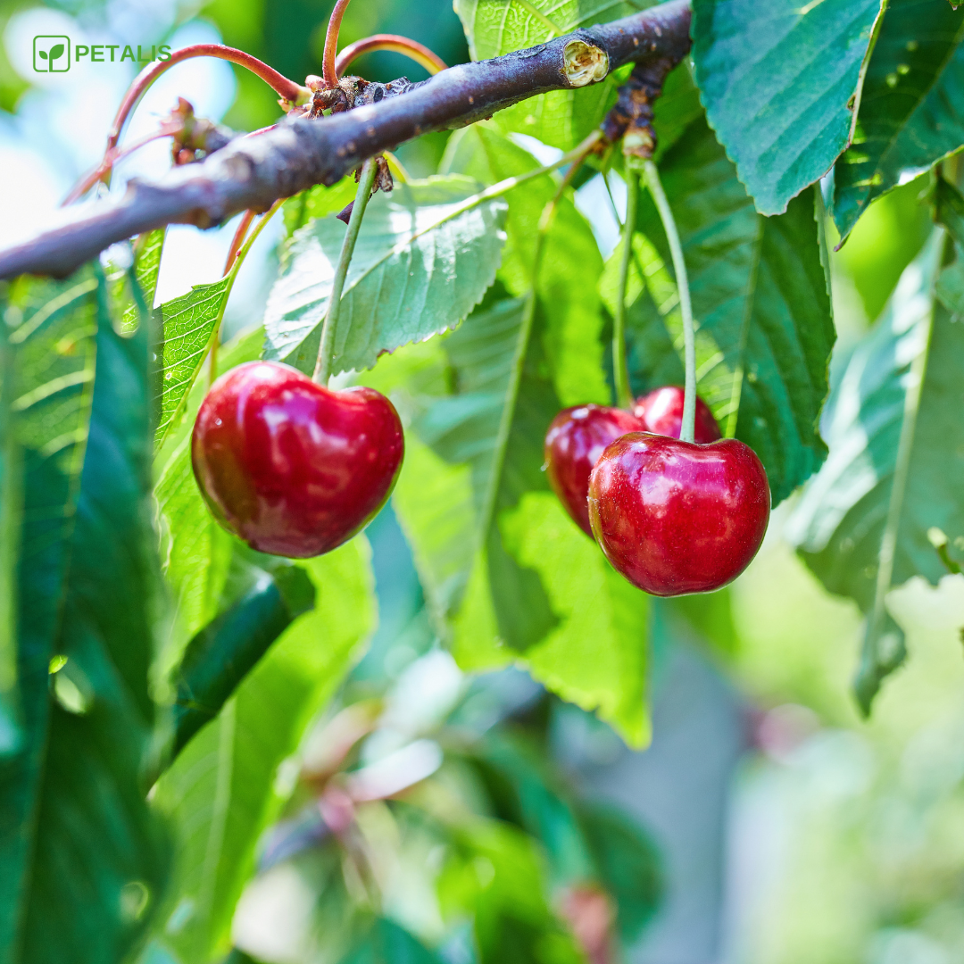 Sementes de Cerejas Petalis